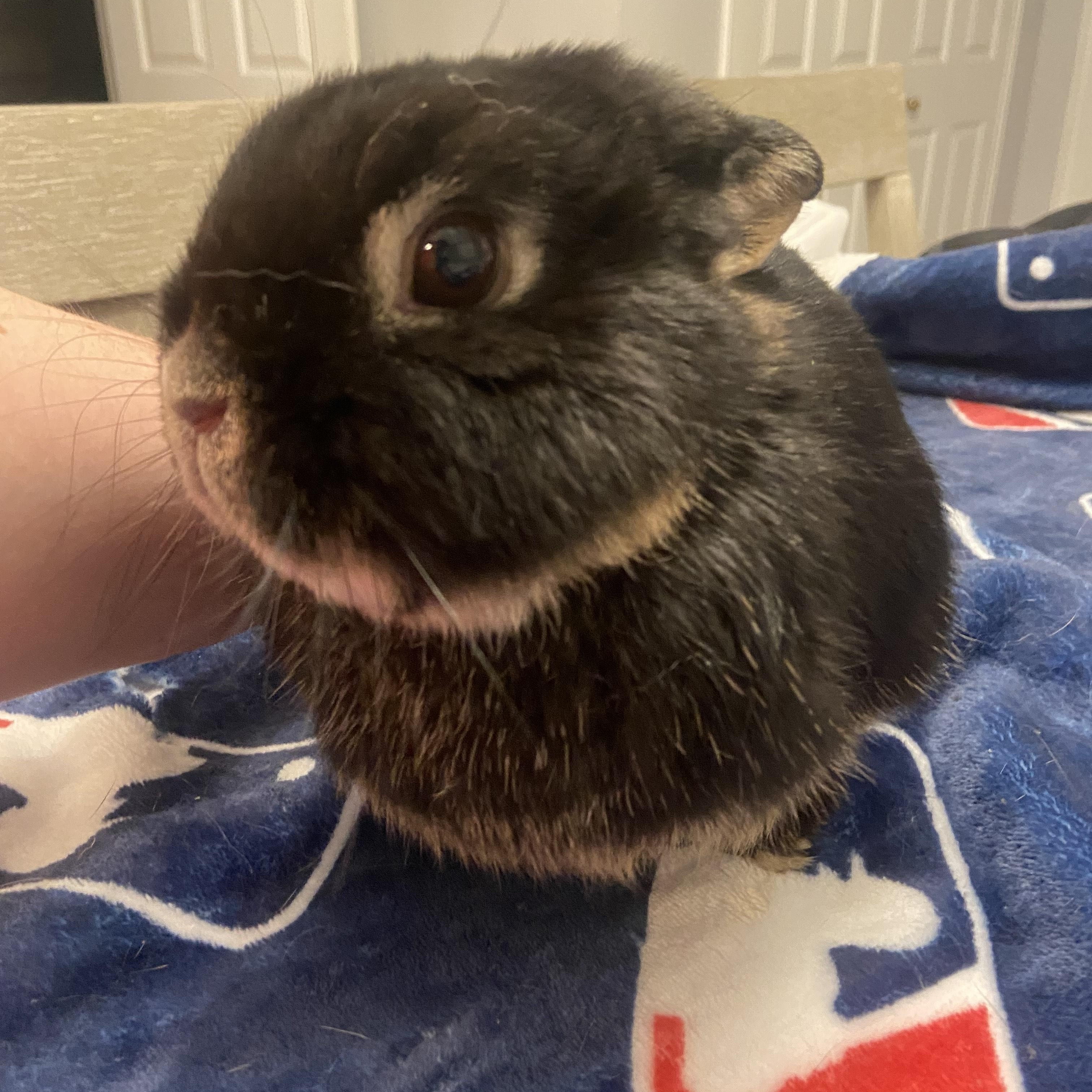 Enlarge Chikorita, an adopted Netherland Dwarf in Forest Hills, NY image 3/5