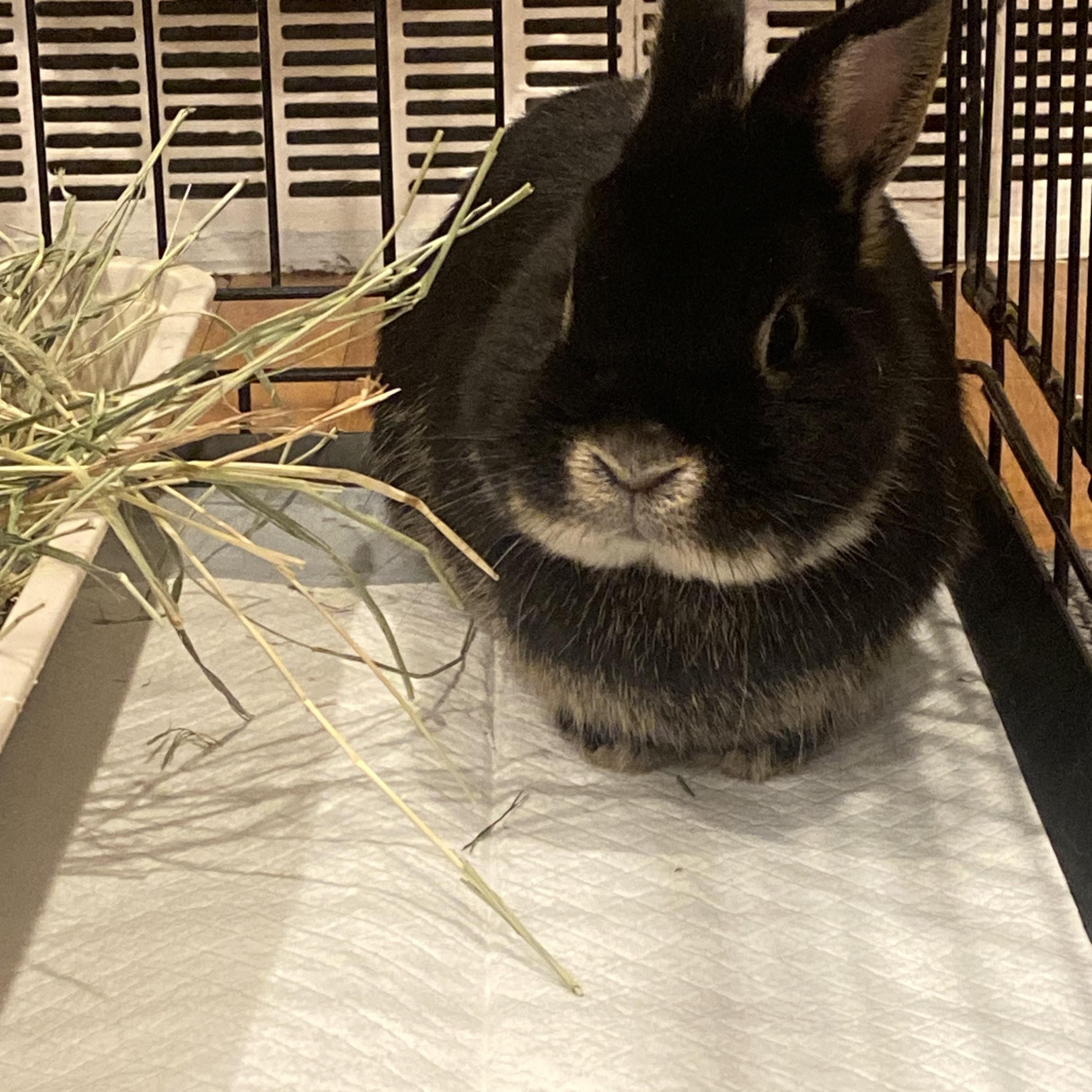 Enlarge Chikorita, an adopted Netherland Dwarf in Forest Hills, NY image 5/5