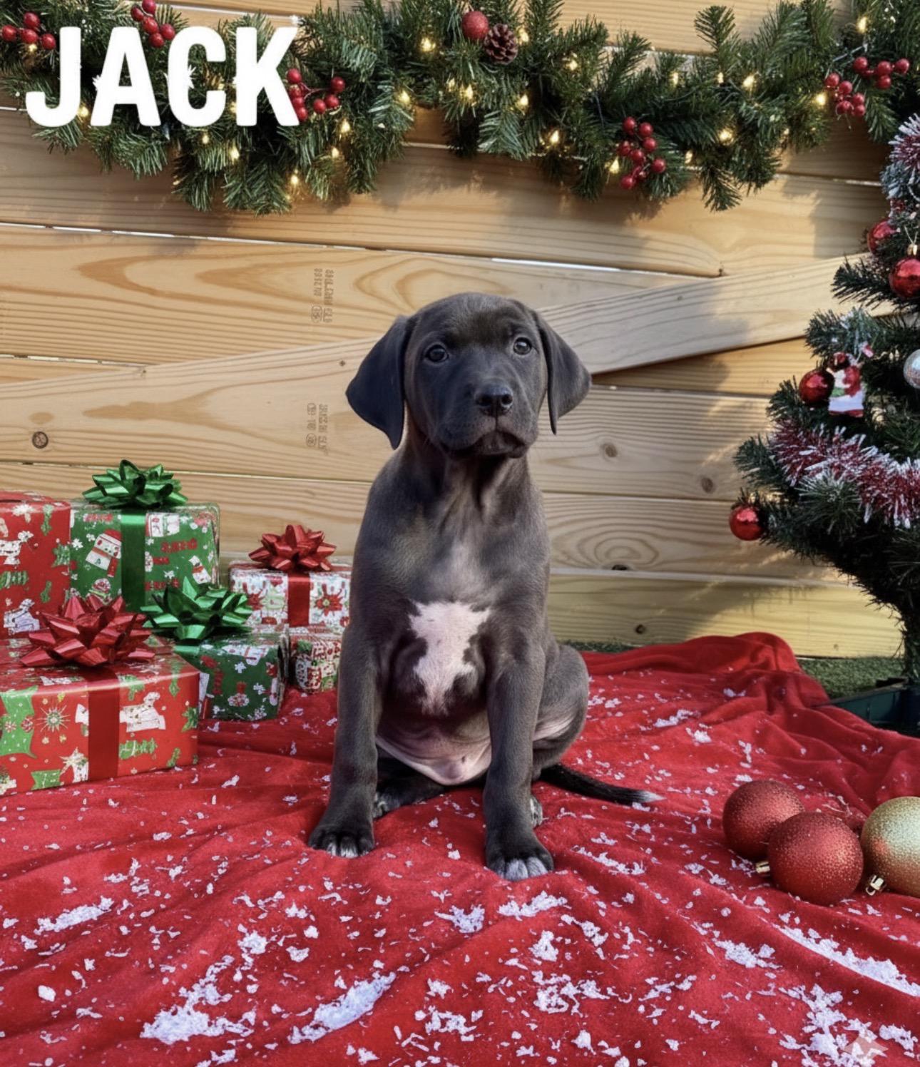 Jack, Cider, Maple, ADOPTABLE, Puppy Male Labrador Retriever & Hound.