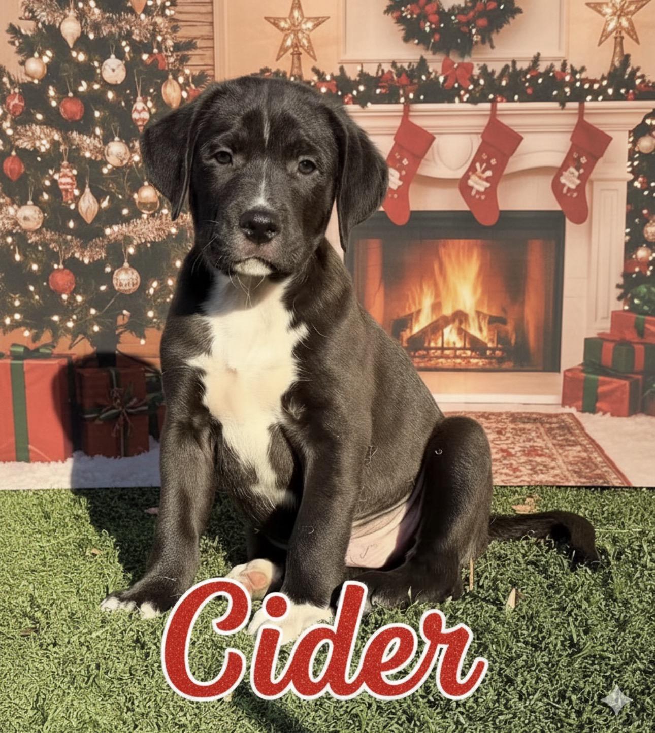 Enlarge Jack, Cider, Maple, a ADOPTABLE mixed breed in Kutztown, PA image 2/3