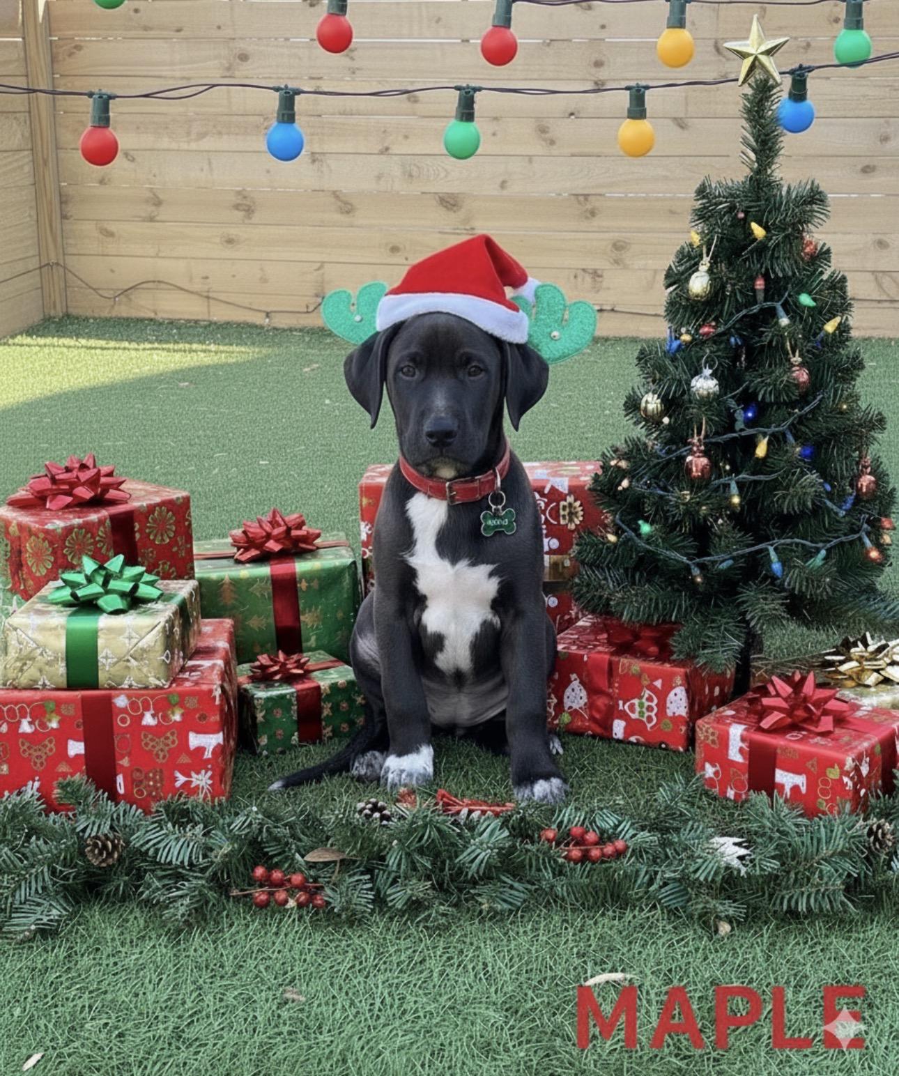 Enlarge Jack, Cider, Maple, a ADOPTABLE mixed breed in Kutztown, PA image 3/3