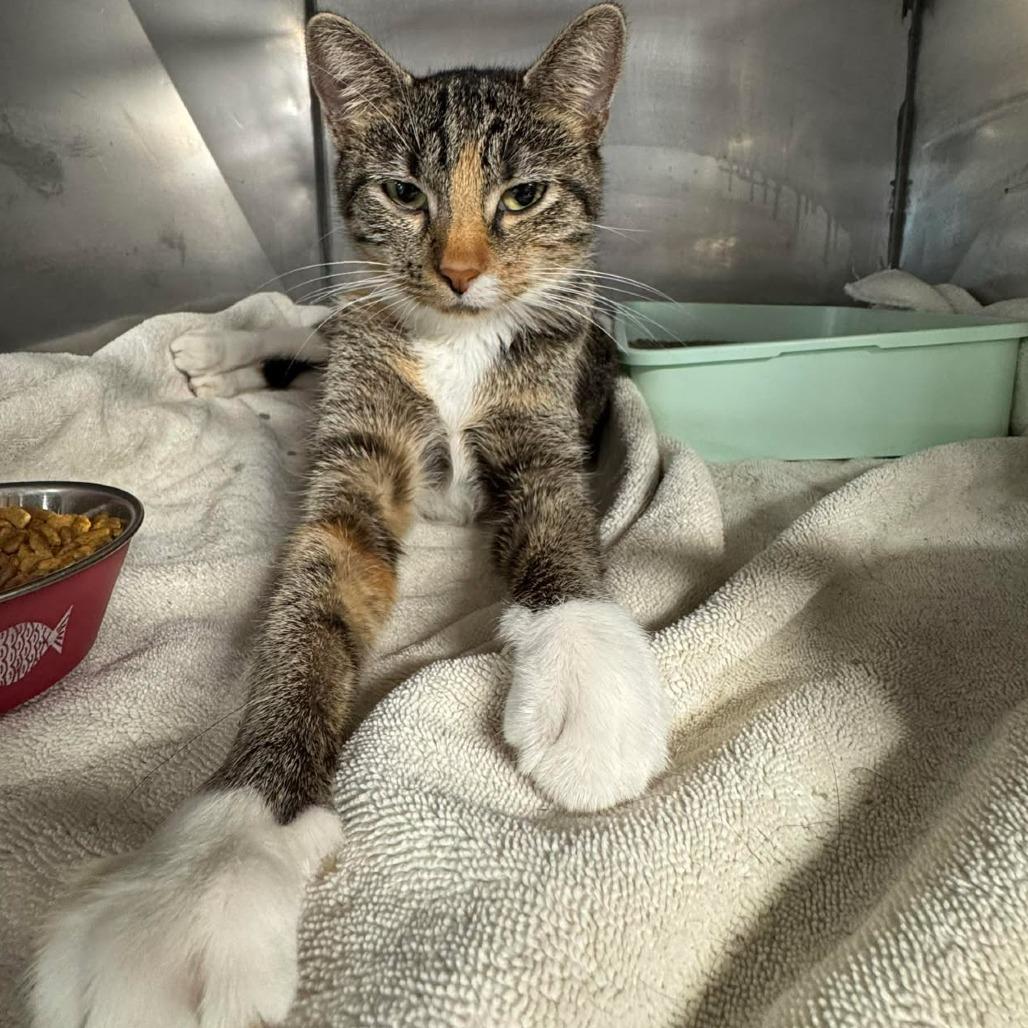 Enlarge Billie Joel (JL_MC), a Adoptable Domestic Short Hair in Edwardsville, IL image 1/5