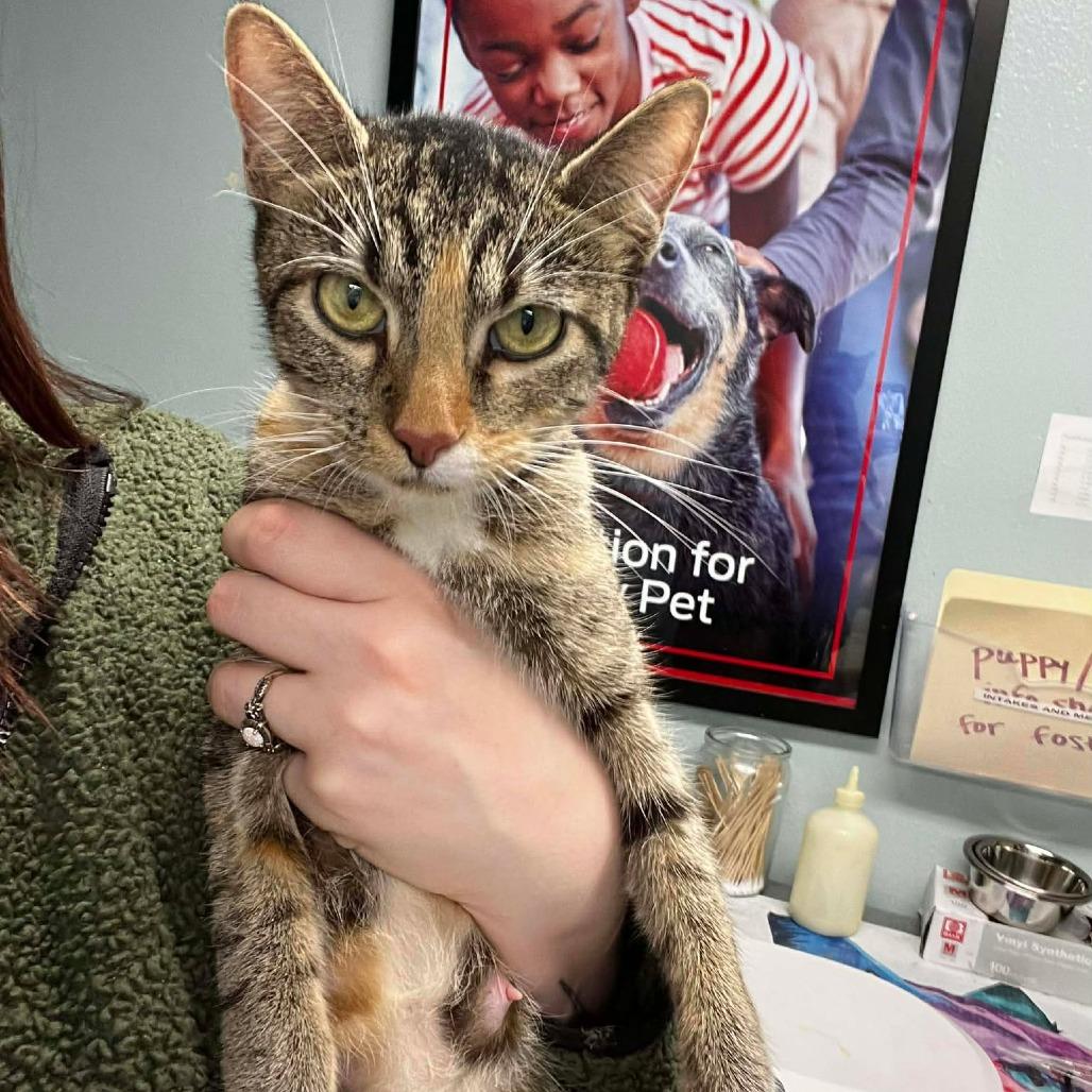 Enlarge Billie Joel (JL_MC), a Adoptable Domestic Short Hair in Edwardsville, IL image 2/5