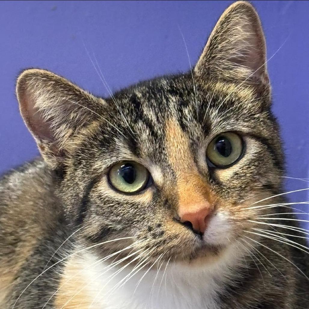 Enlarge Billie Joel (JL_MC), a Adoptable Domestic Short Hair in Edwardsville, IL image 3/5