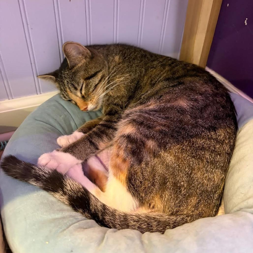 Enlarge Billie Joel (JL_MC), a Adoptable Domestic Short Hair in Edwardsville, IL image 4/5