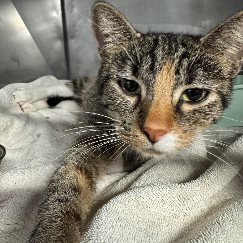 Enlarge Billie Joel (JL_MC), a Adoptable Domestic Short Hair in Edwardsville, IL image 4/5