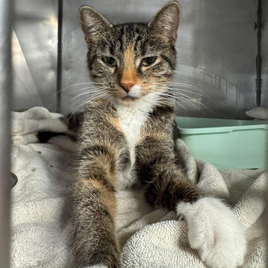 Enlarge Billie Joel (JL_MC), a Adoptable Domestic Short Hair in Edwardsville, IL image 5/5