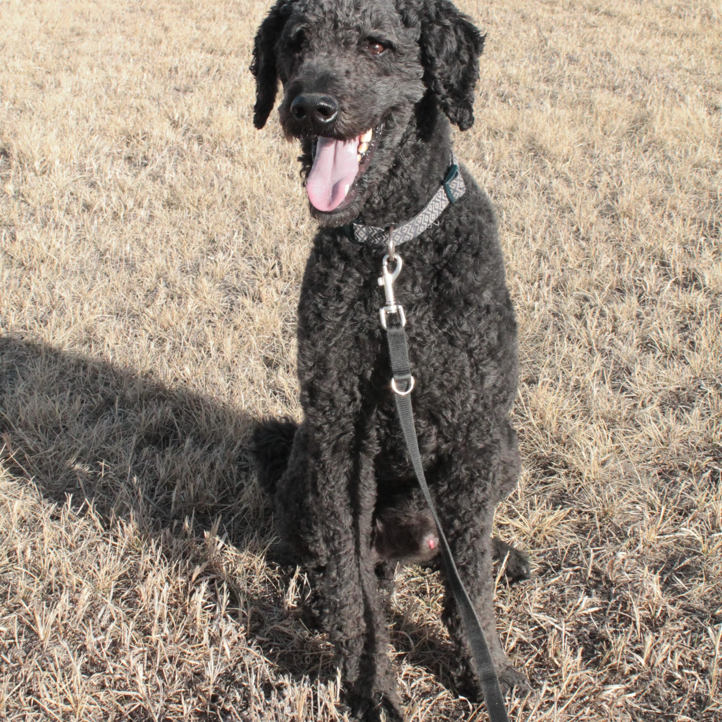 Enlarge Oso, a hold Standard Poodle in Colorado Springs, CO image 3/3