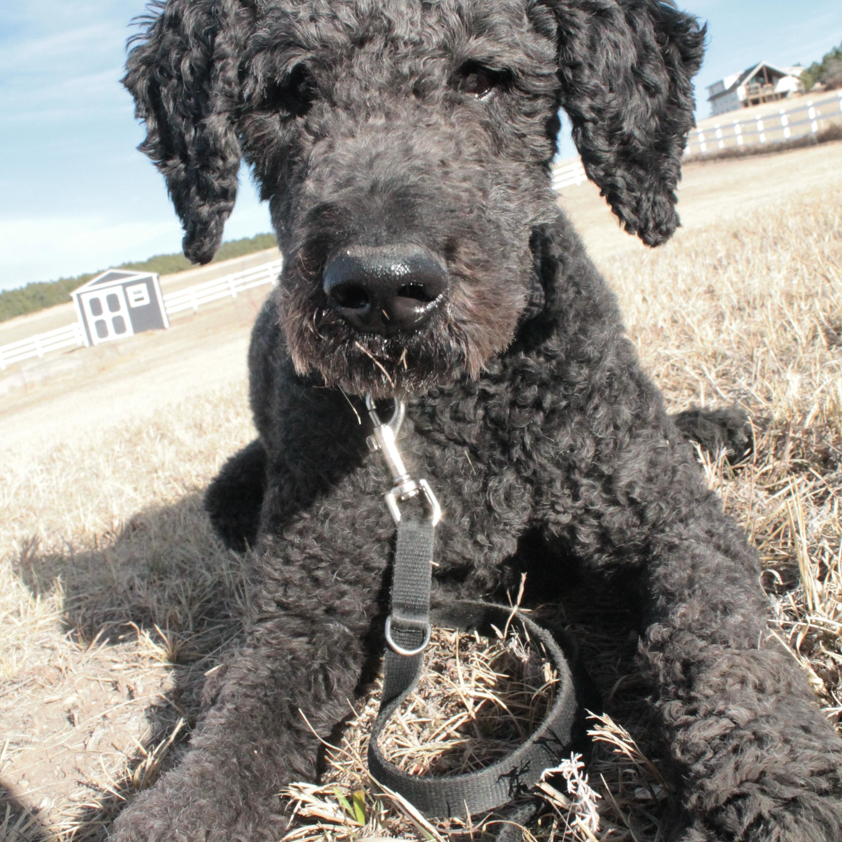 Enlarge Oso, a hold Standard Poodle in Colorado Springs, CO image 2/3