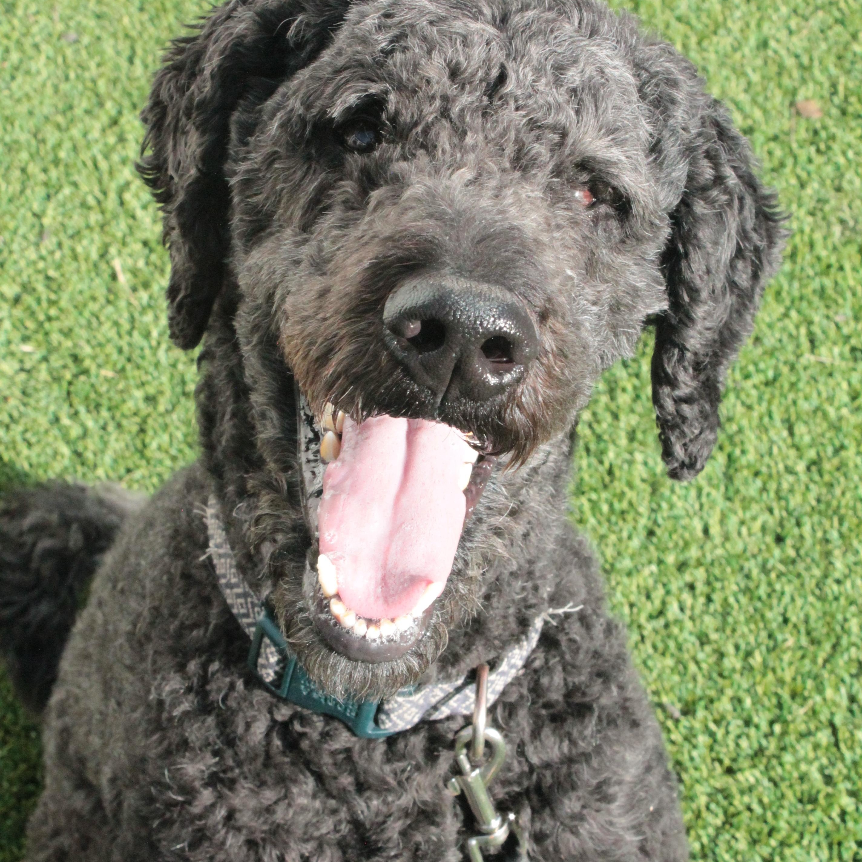 Enlarge Oso, a hold Standard Poodle in Colorado Springs, CO image 1/3