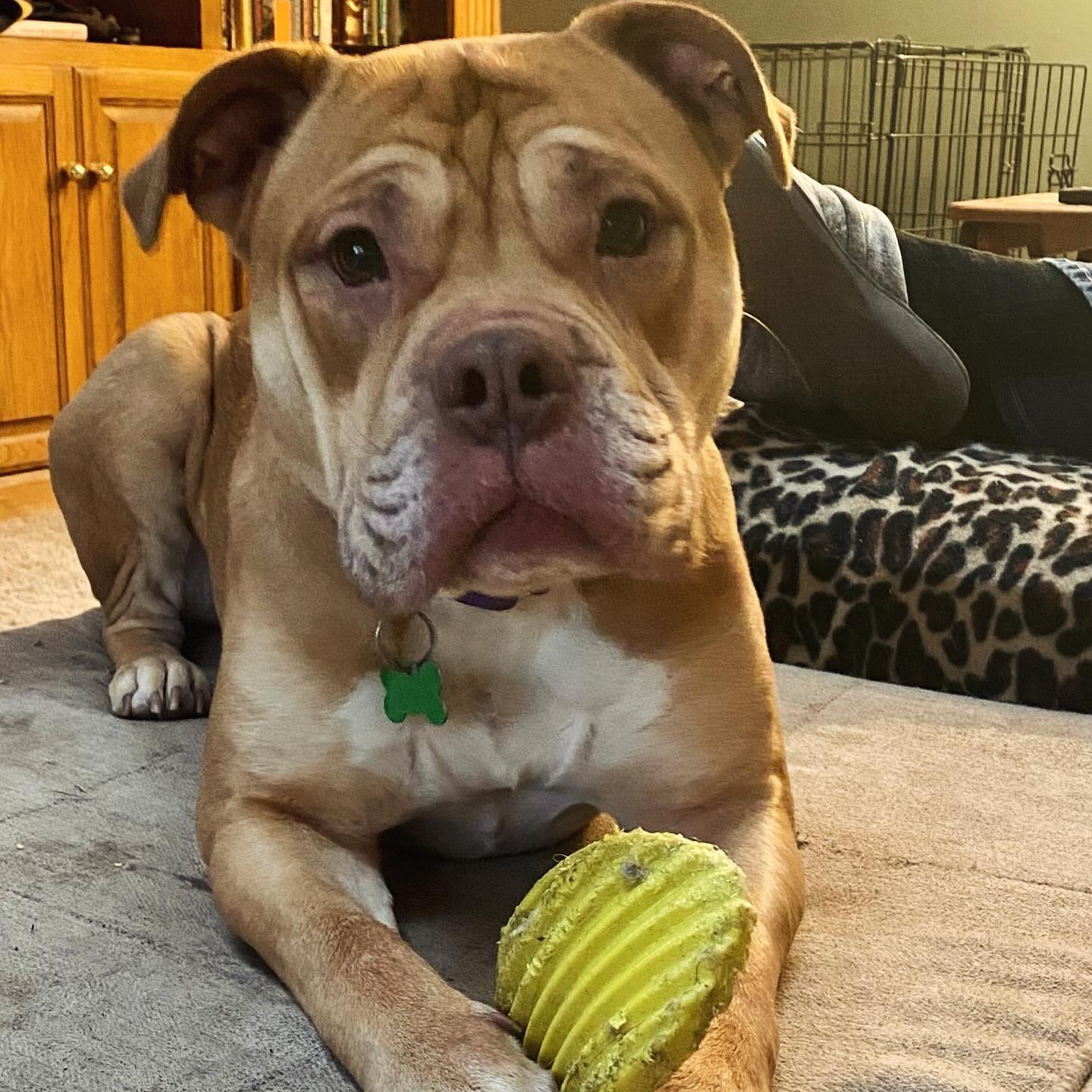 Enlarge Royce, a Adoptable mixed breed in Springfield, MO image 1/10