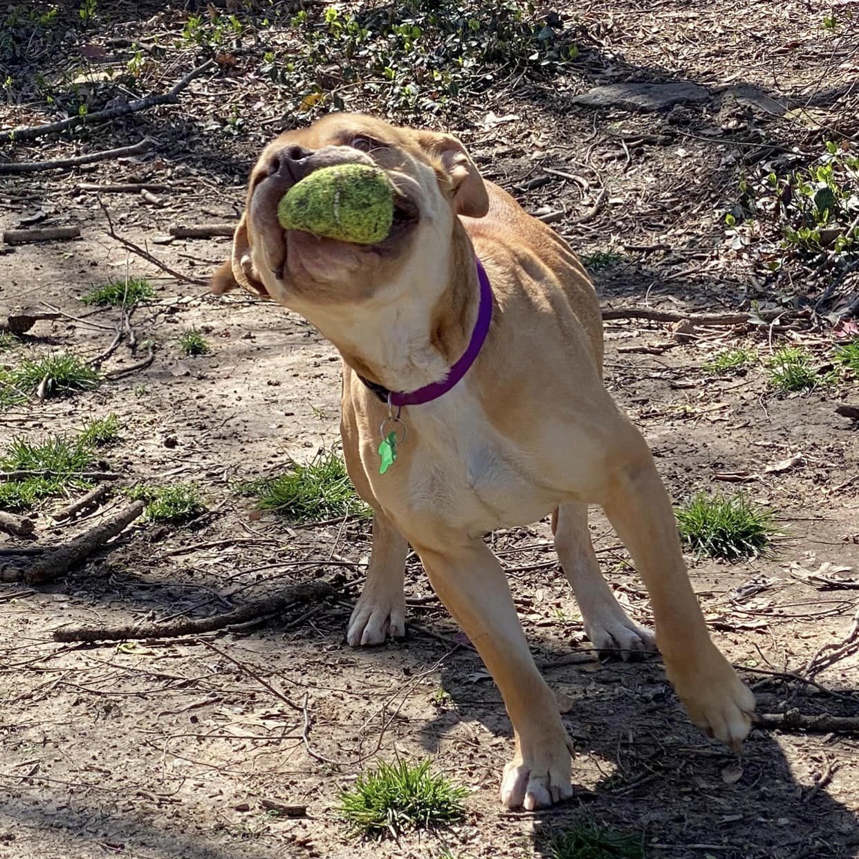 Enlarge Royce, a Adoptable mixed breed in Springfield, MO image 9/10