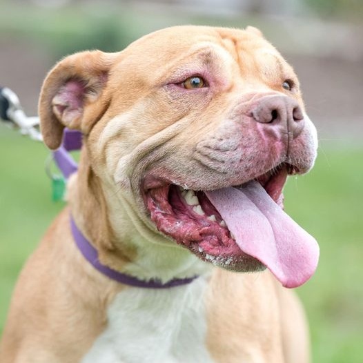 Enlarge Royce, a Adoptable mixed breed in Springfield, MO image 6/10