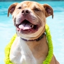 Enlarge Royce, a Adoptable mixed breed in Springfield, MO image 8/10