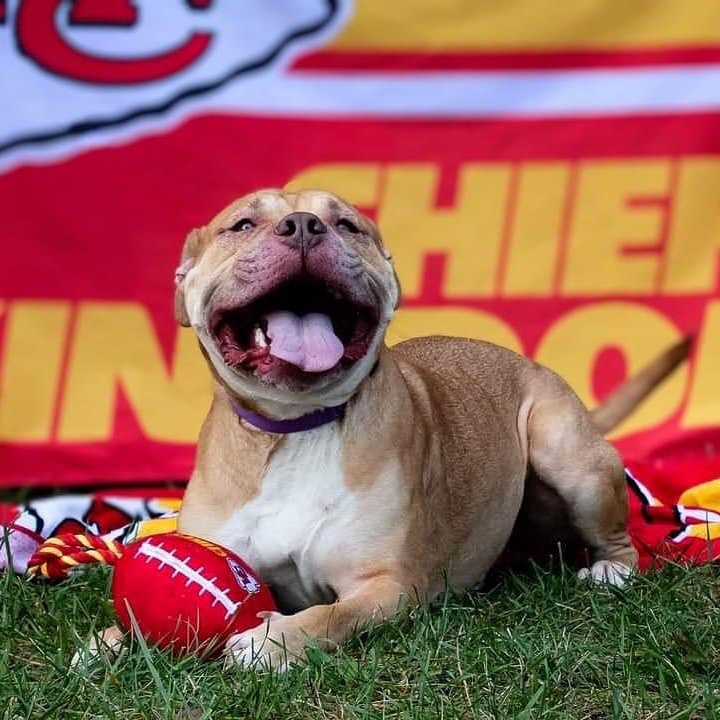 Enlarge Royce, a Adoptable mixed breed in Springfield, MO image 10/10