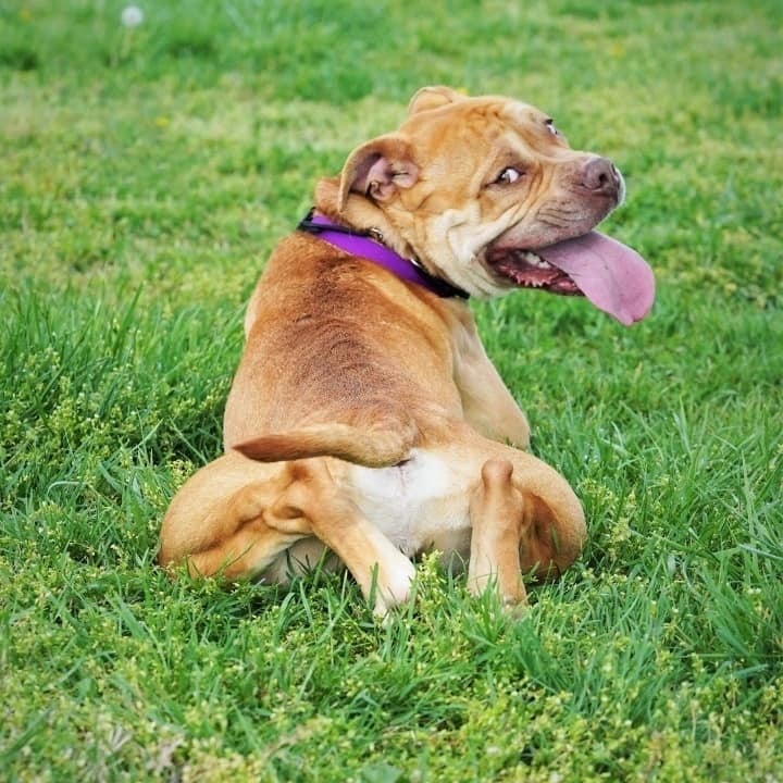 Enlarge Royce, a Adoptable mixed breed in Springfield, MO image 7/10