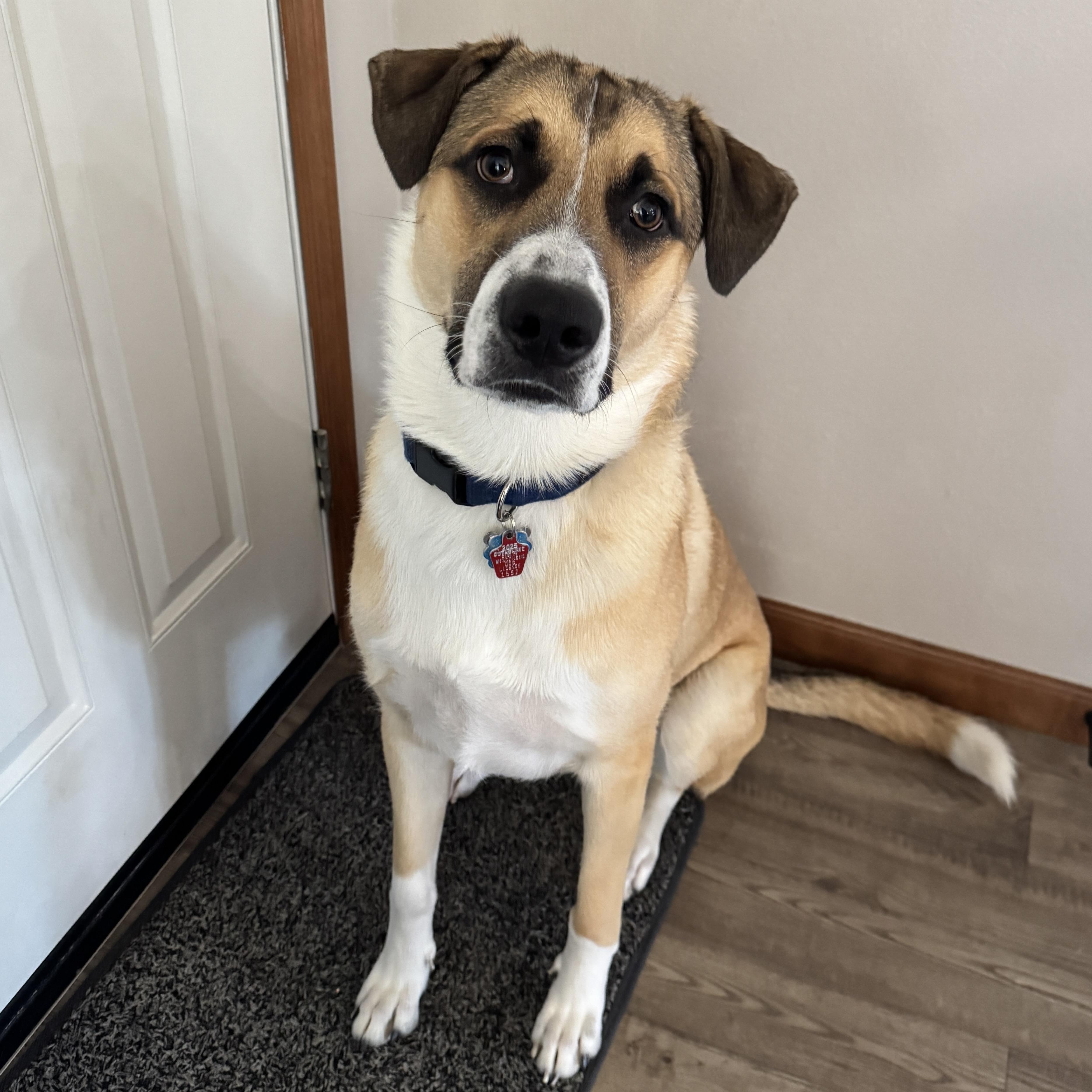 Apollo (sponsored 75.00), Adoptable, Young Male Great Pyrenees & German Shepherd Dog.
