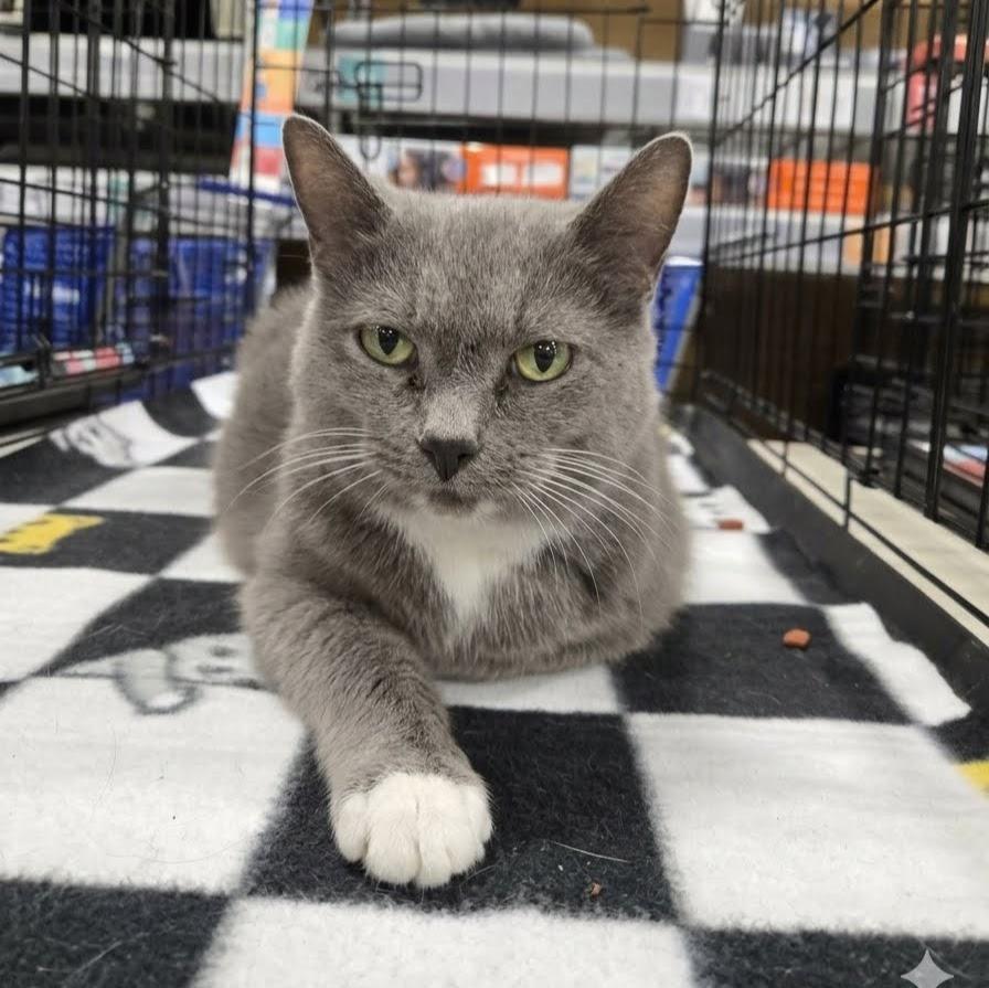 Teletubby, a Adopted Domestic Short Hair in Norwood, OH image 1/2