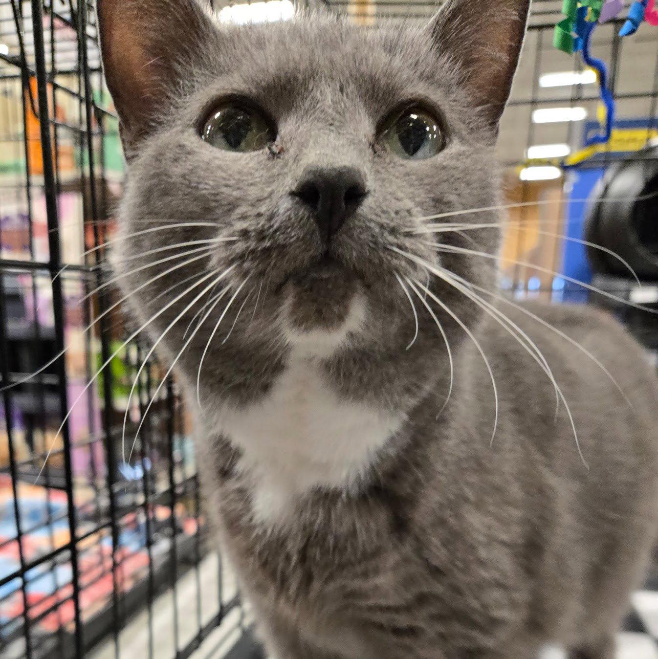 Teletubby, a Adopted Domestic Short Hair in Norwood, OH image 2/2
