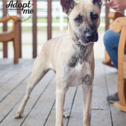Miracle, a Adoptable mixed breed in Bakersfield, CA image 1/4