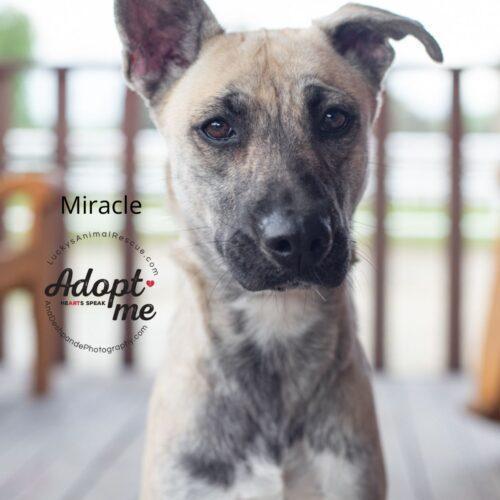 Miracle, a Adoptable mixed breed in Bakersfield, CA image 2/4
