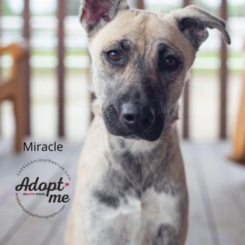 Miracle, a Adoptable mixed breed in Bakersfield, CA image 3/4