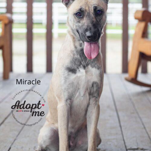 Miracle, a Adoptable mixed breed in Bakersfield, CA image 4/4