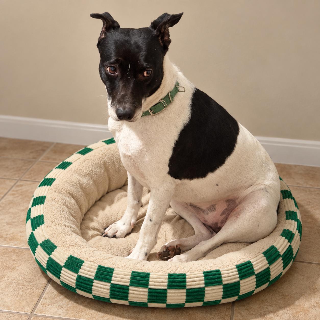 Enlarge Jodie, a Adoptable Mixed Breed in Hillsborough, NJ image 3/3