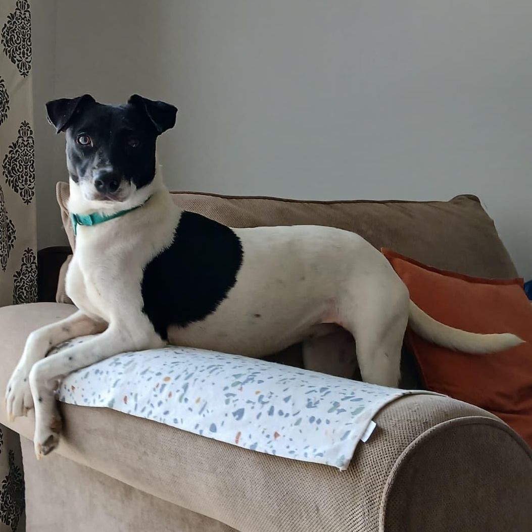 Enlarge Jodie, a Adoptable Mixed Breed in Hillsborough, NJ image 1/3