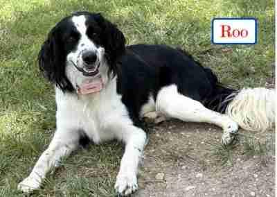 Roo, ADOPTABLE, Young Male Brittany Spaniel.