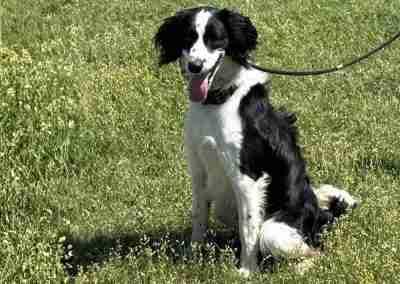 Enlarge Roo, a ADOPTABLE mixed breed in Fort Worth, TX image 2/2