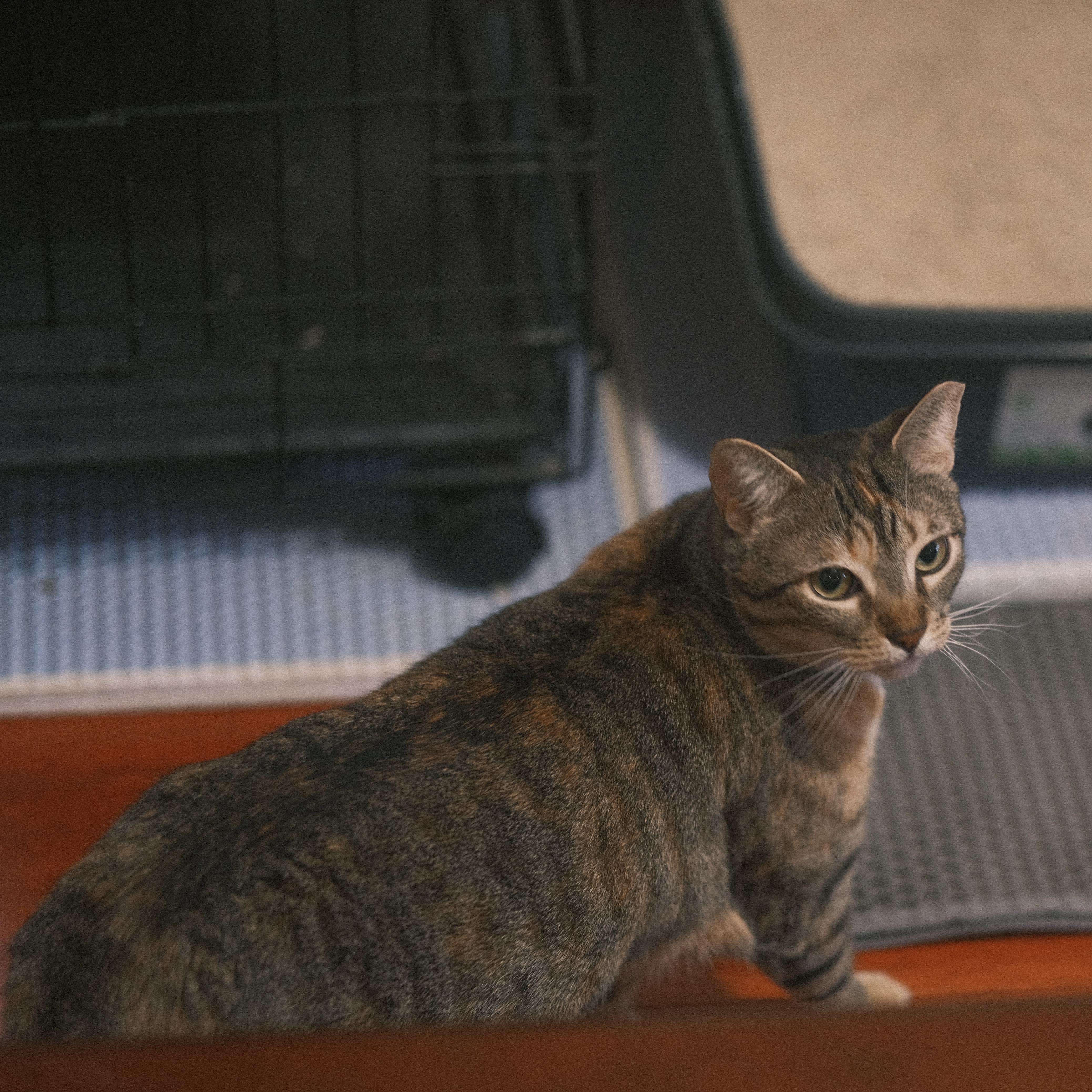 Enlarge Pepe, a Adoptable mixed breed in Flushing, NY image 6/6