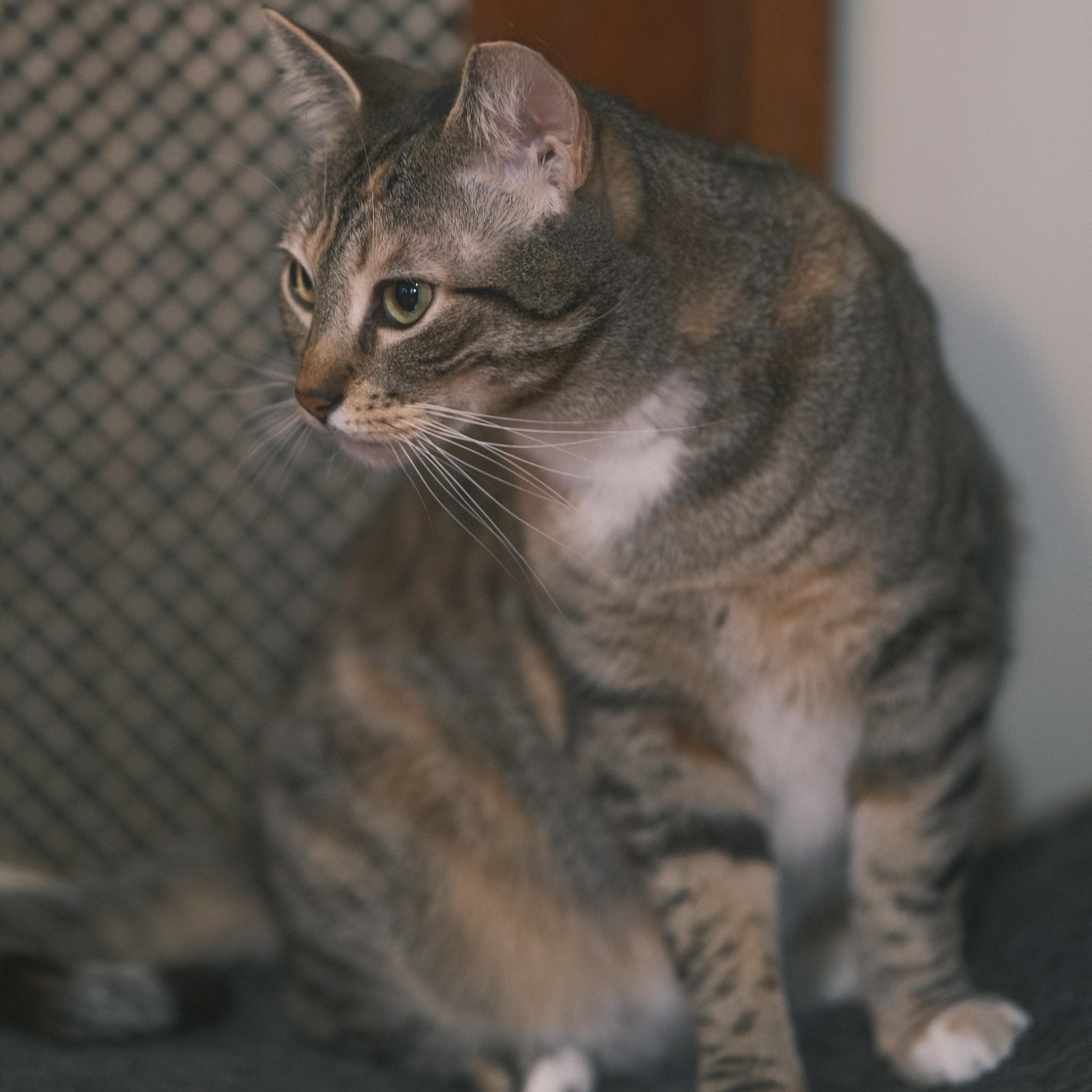 Enlarge Pepe, a Adoptable mixed breed in Flushing, NY image 4/6