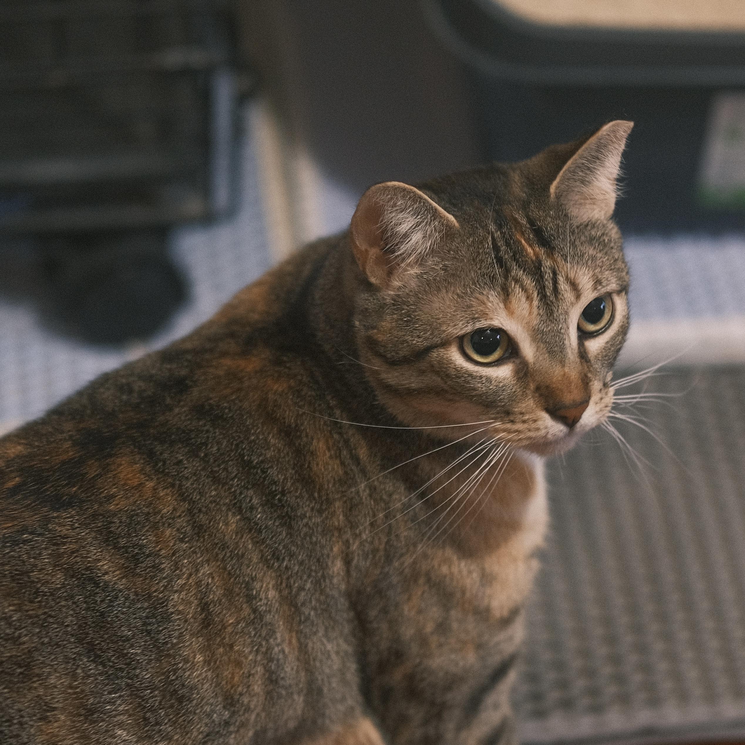 Enlarge Pepe, a Adoptable mixed breed in Flushing, NY image 1/6