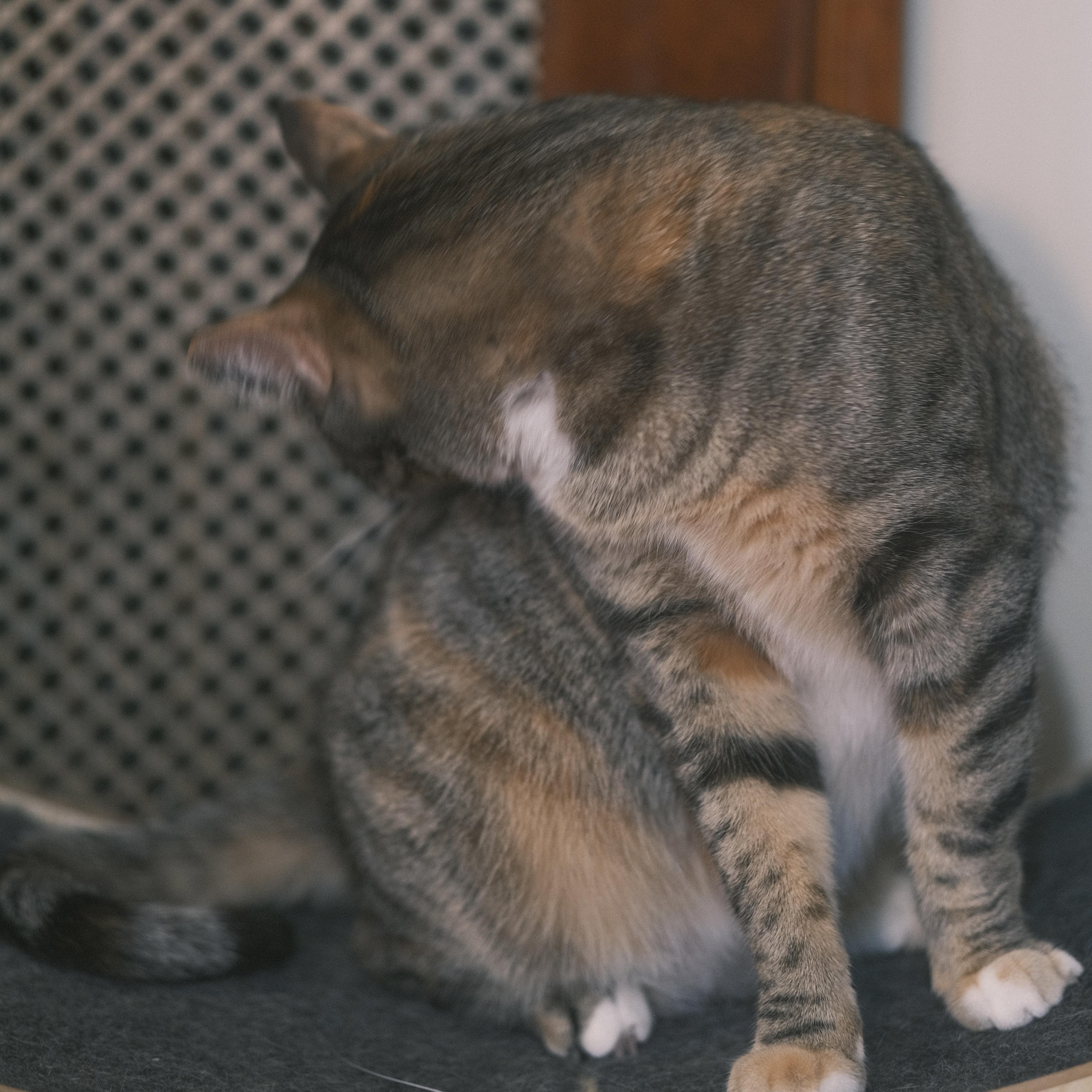 Enlarge Pepe, a Adoptable mixed breed in Flushing, NY image 5/6