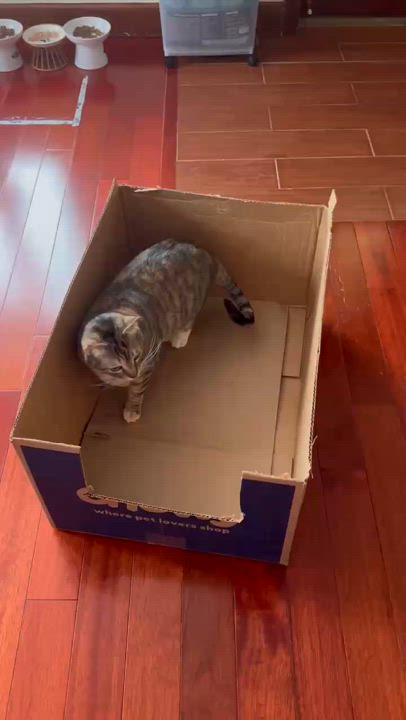 Enlarge Pepe, a Adoptable mixed breed in Flushing, NY video 2/6