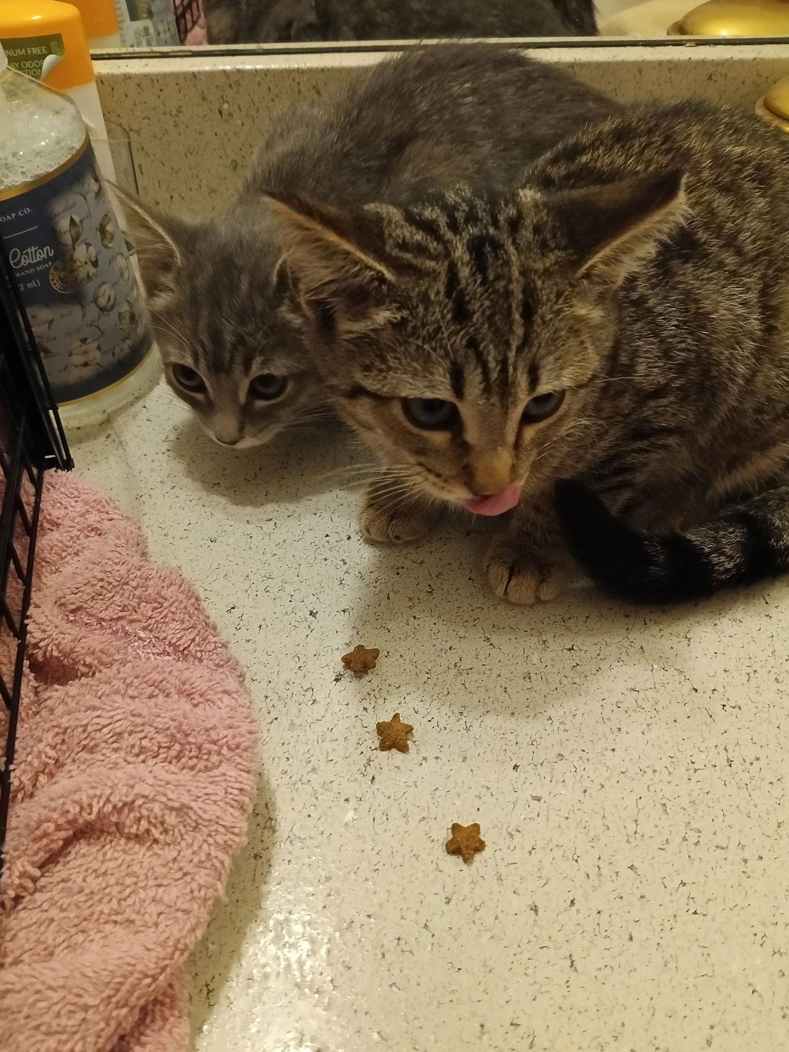 Enlarge Georgia, a Adopted Domestic Short Hair in Alpharetta, GA image 1/2