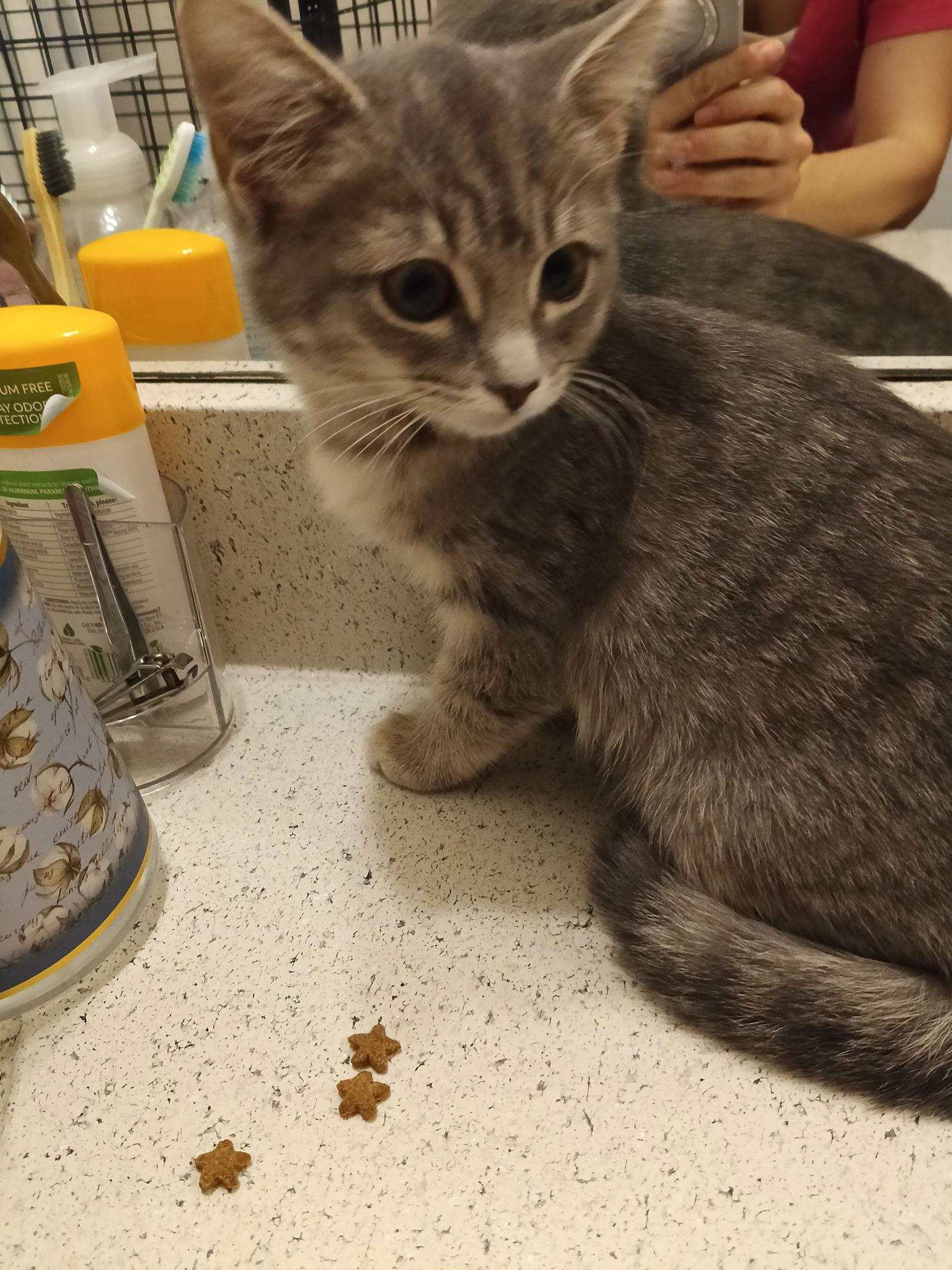 Enlarge Georgia, a Adopted Domestic Short Hair in Alpharetta, GA image 2/2