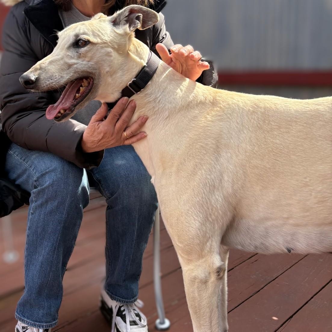 Enlarge Fame, a ADOPTABLE Greyhound in Bondurant, IA image 3/4