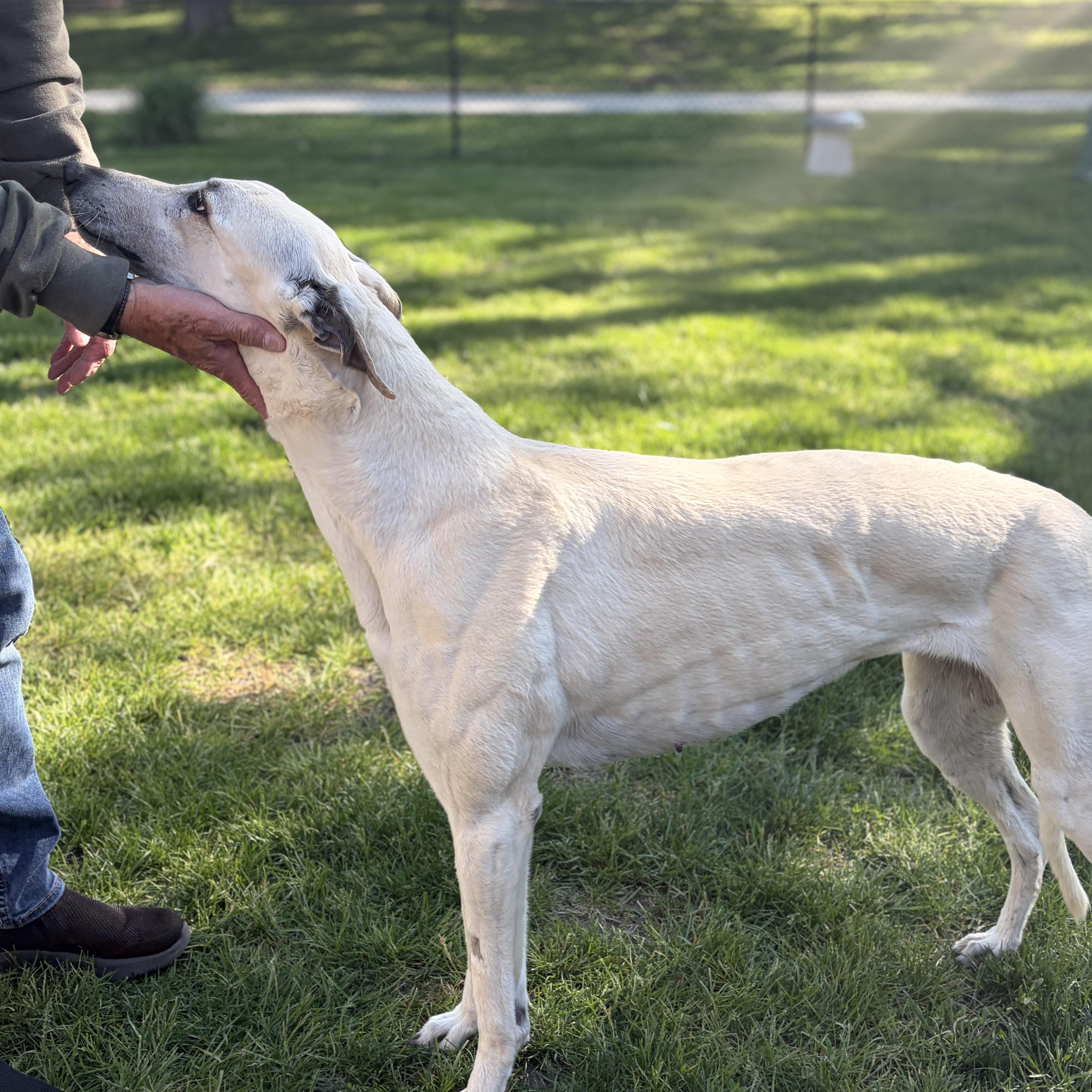 Enlarge Fame, a ADOPTABLE Greyhound in Bondurant, IA image 4/4