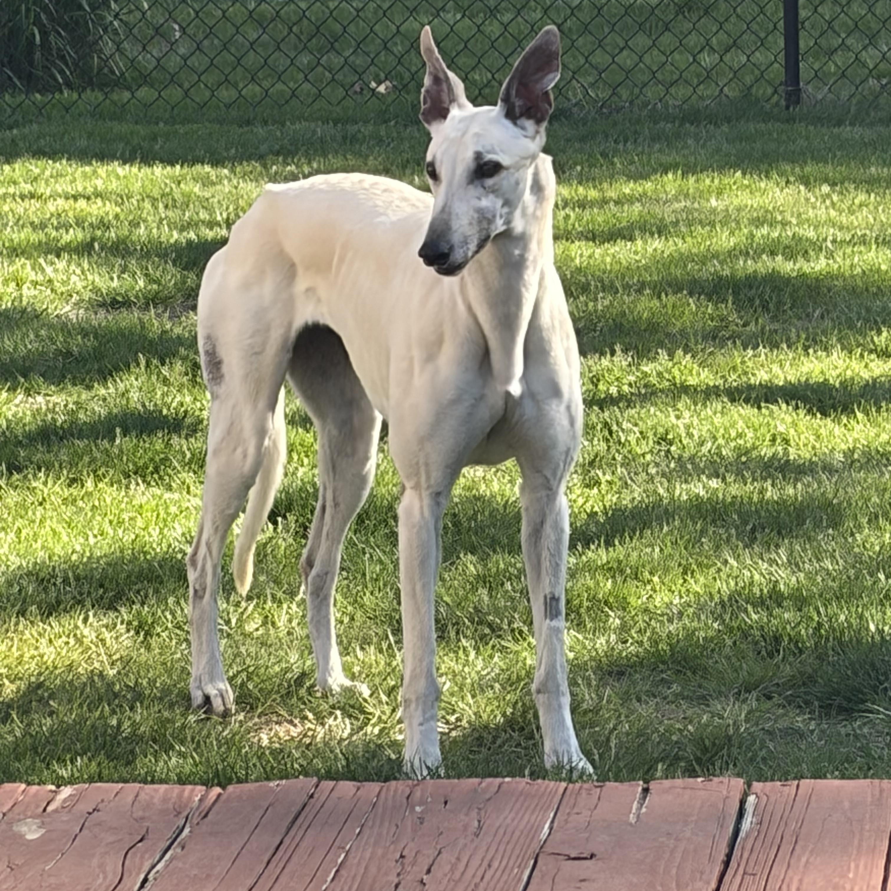 Enlarge Fame, a ADOPTABLE Greyhound in Bondurant, IA image 1/4