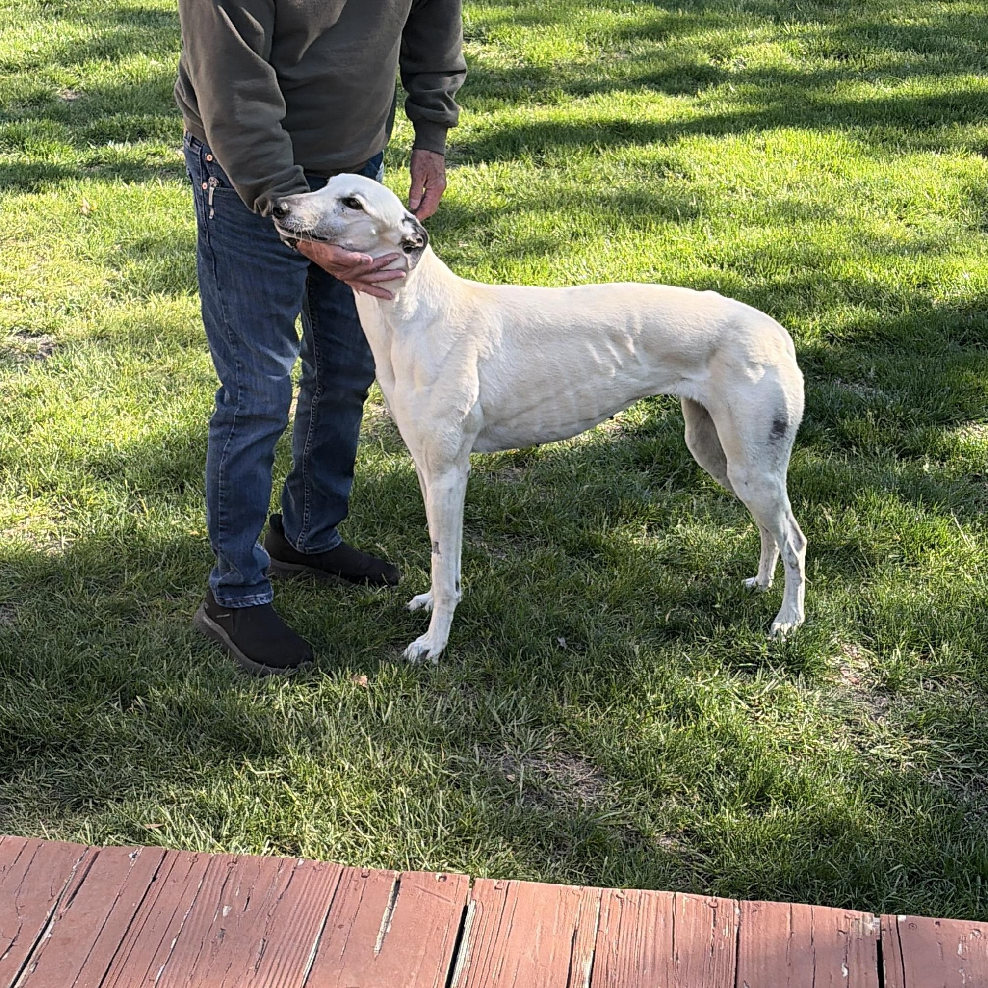 Enlarge Fame, a ADOPTABLE Greyhound in Bondurant, IA image 2/4
