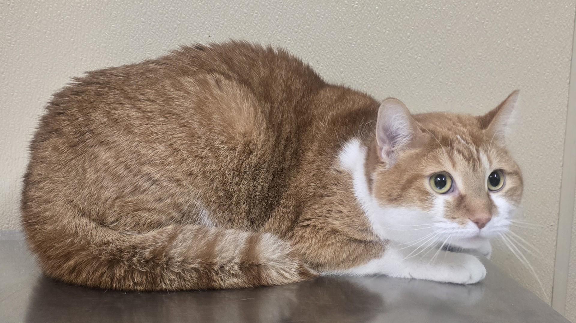 Charlie, ADOPTABLE, Adult Male Domestic Short Hair.