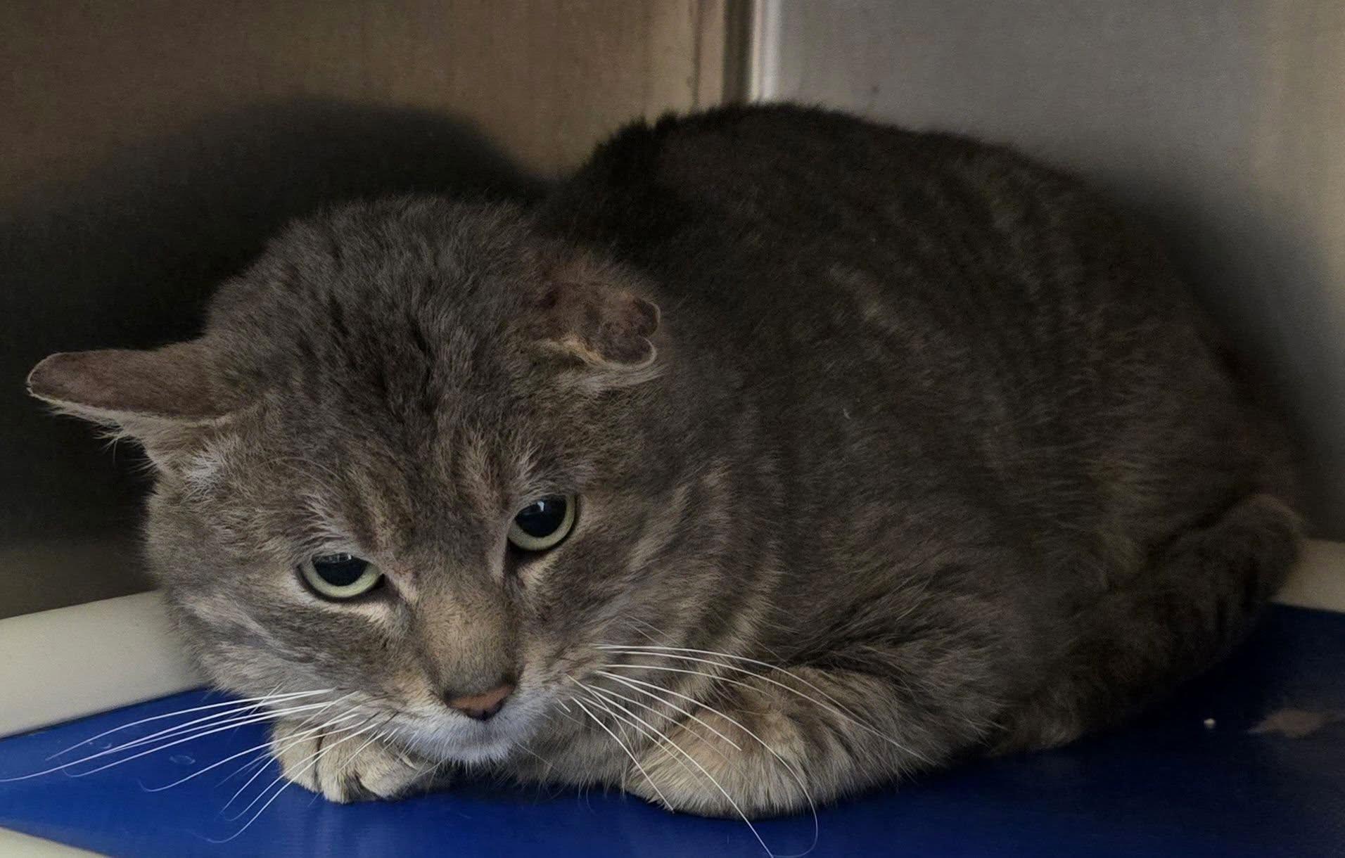 Enlarge Charlie, a ADOPTABLE mixed breed in Brainerd, MN image 2/2