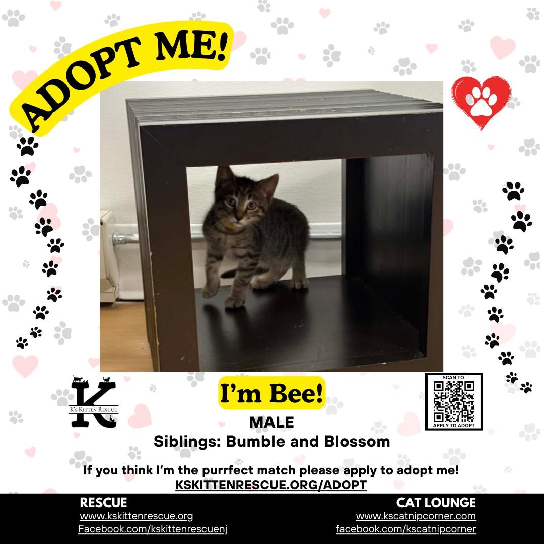 Enlarge Bee, a Adoptable Domestic Short Hair in Brick, NJ image 1/1