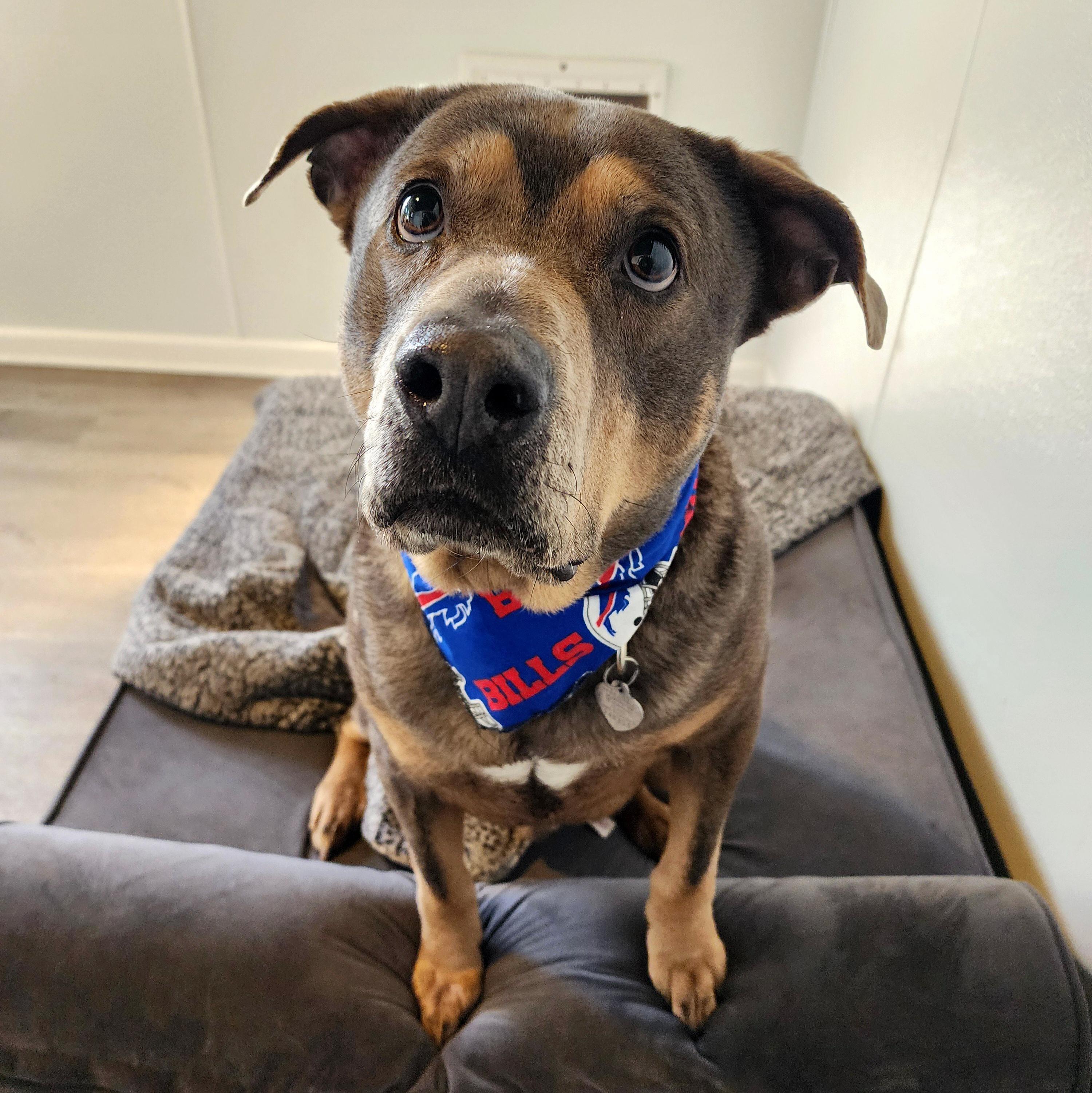 Tank, a Adoptable mixed breed in Darien Center, NY image 1/5