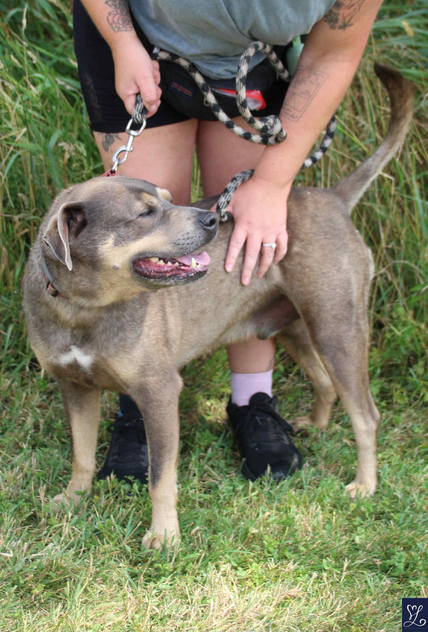 Tank, a Adoptable mixed breed in Darien Center, NY image 4/5