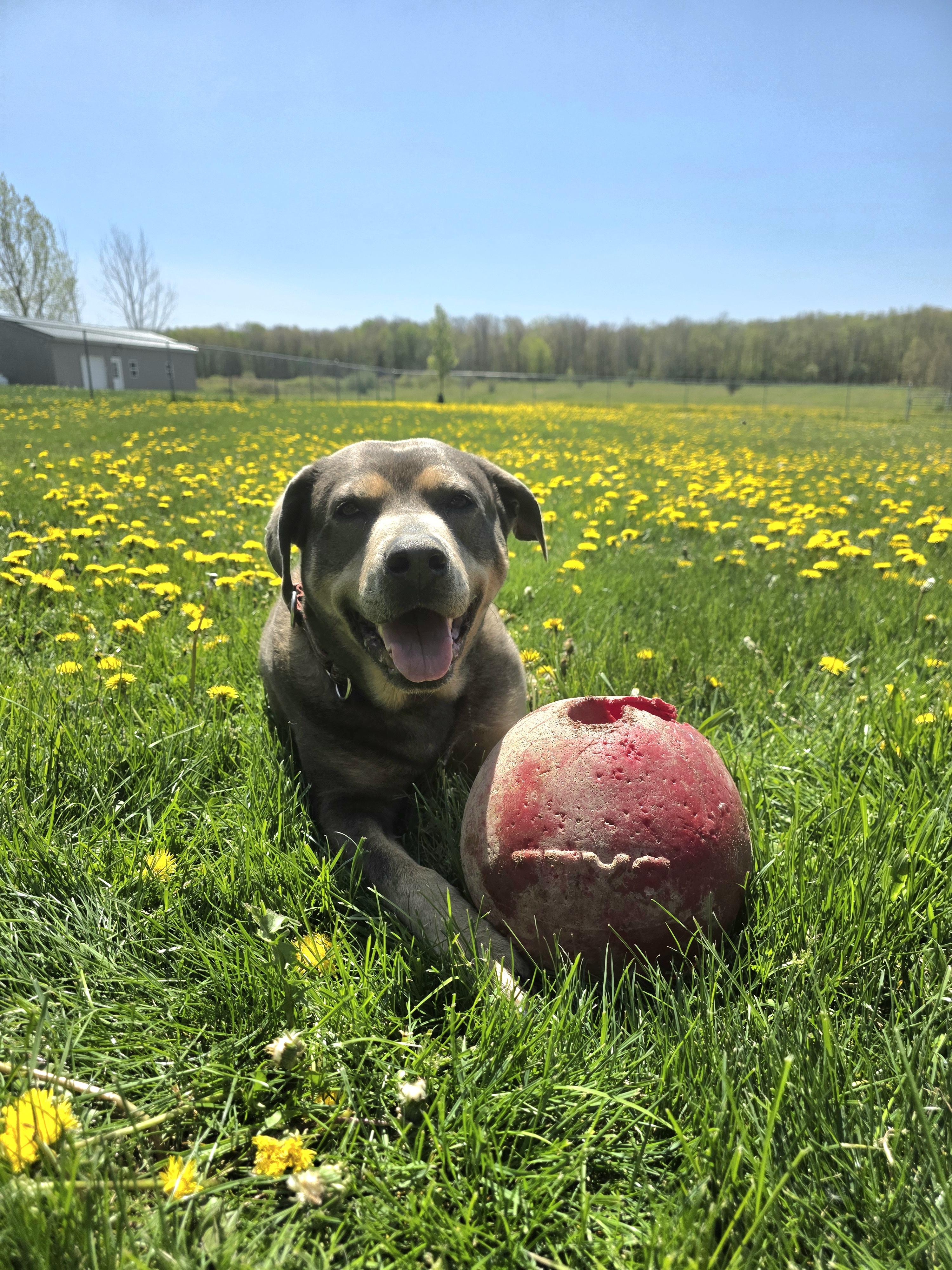 Tank, a Adoptable mixed breed in Darien Center, NY image 3/5