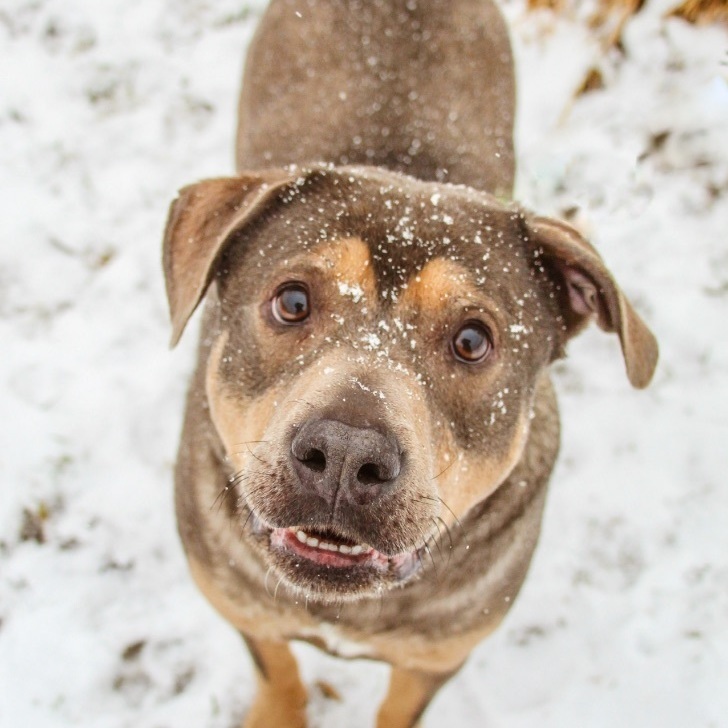 Tank, a Adoptable mixed breed in Darien Center, NY image 5/5