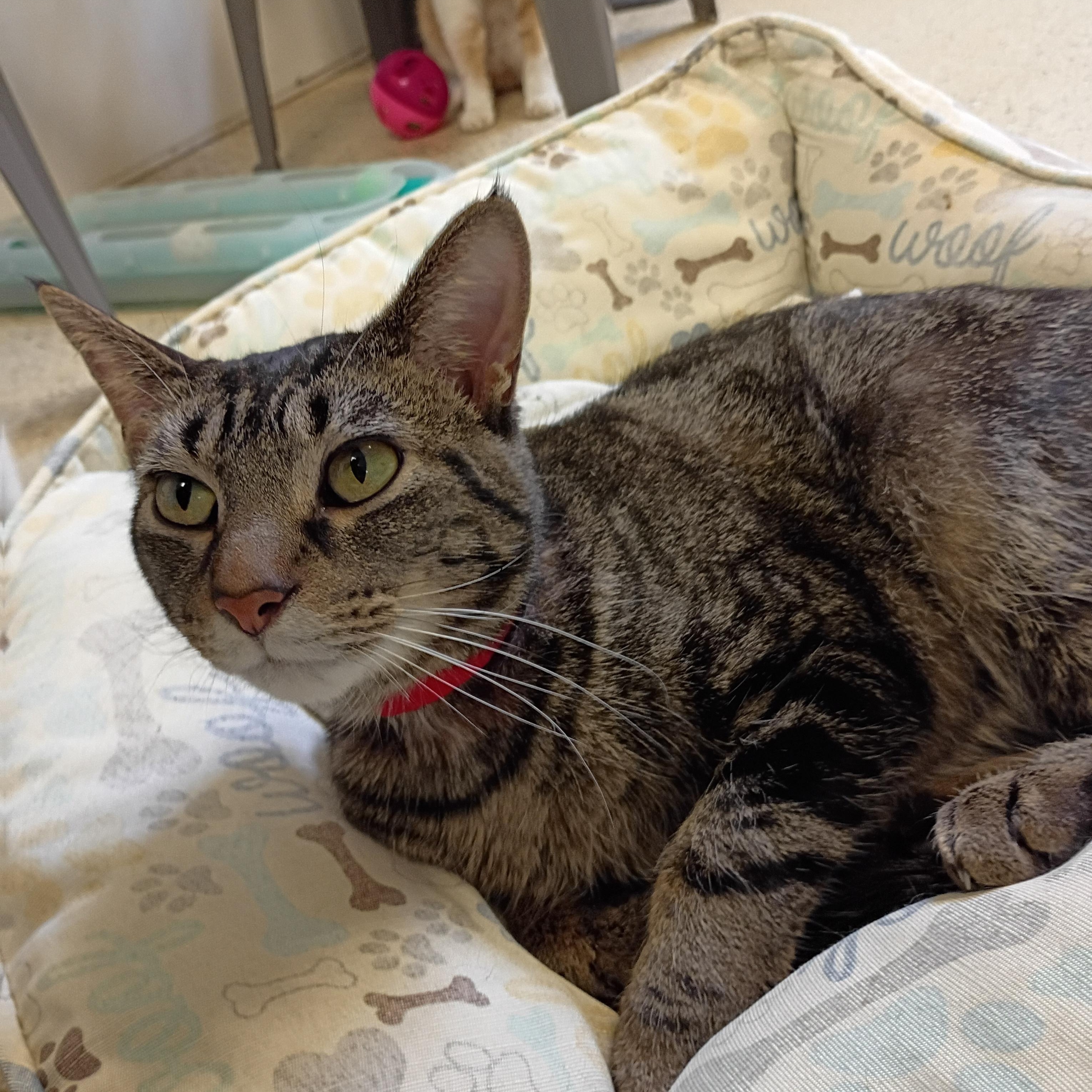 Enlarge Winona, an adoptable Domestic Short Hair in Muncie, IN image 1/1